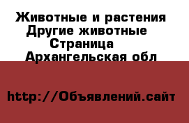 Животные и растения Другие животные - Страница 2 . Архангельская обл.